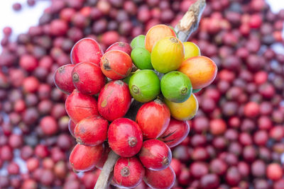 High angle view of strawberries