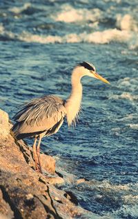 Bird flying over water