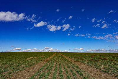 Scenic view of agricultural field against blue sky