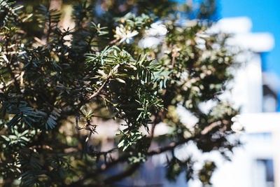 Close-up of plant growing outdoors