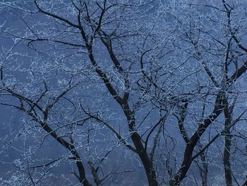 Low angle view of bare tree against sky