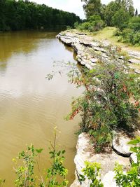 Close-up of tree floating on water