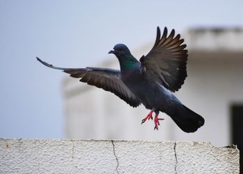 Close-up of bird flying against the sky