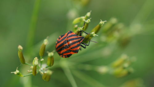 Close-up of insect on flower