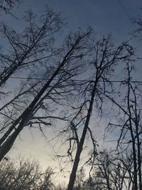 Low angle view of bare trees against sky