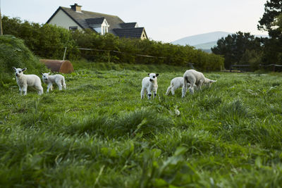 Sheep on field against sky