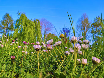 Purple flowers blooming in field