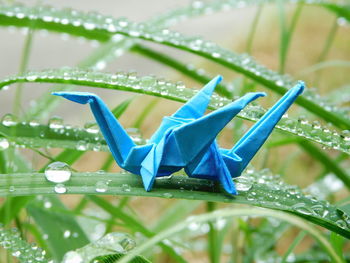 Close-up of water drops on blue blade of grass