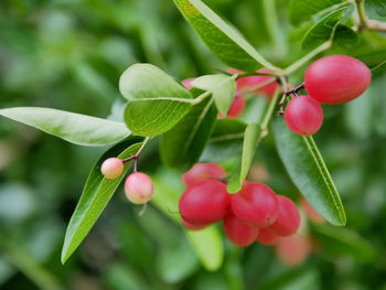 Close-up of green leaves