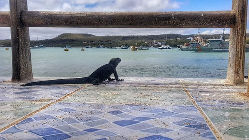 Dog on shore by sea against sky