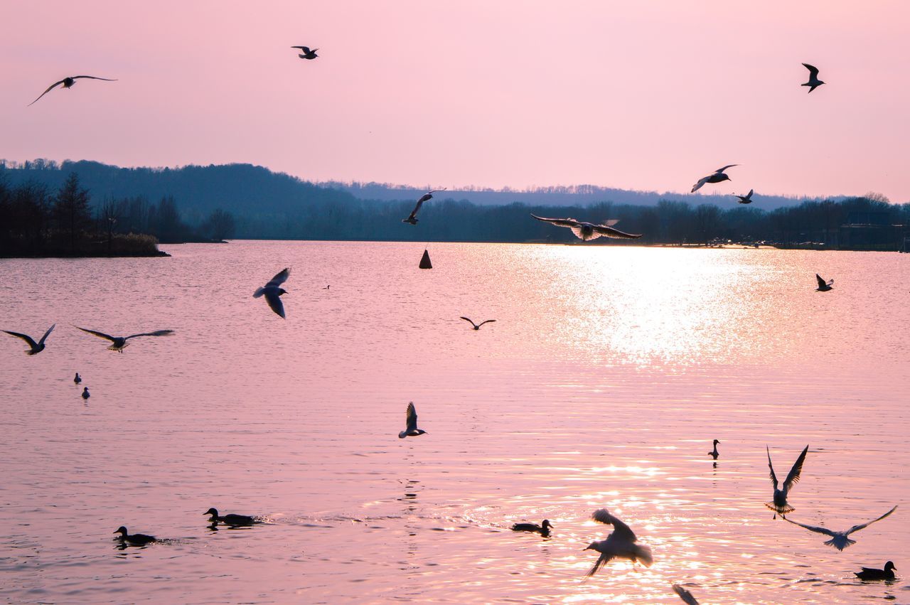 bird, flying, animal themes, animals in the wild, wildlife, flock of birds, mid-air, spread wings, seagull, medium group of animals, silhouette, water, sky, nature, clear sky, sunset, built structure, scenics