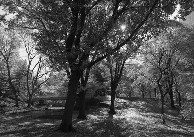 Trees against sky