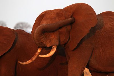 Close-up of elephant