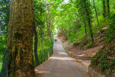 Road amidst trees in forest