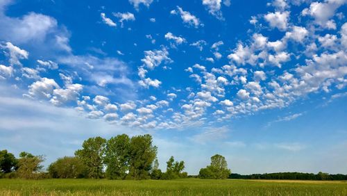 Trees on field against blue sky