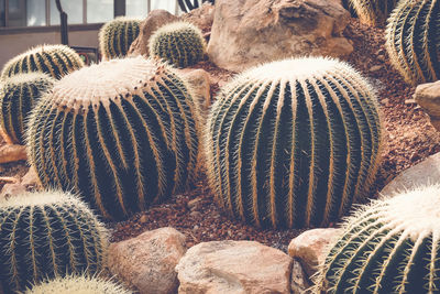 Full frame shot of succulent plant