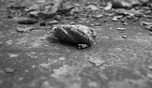 Close-up of crab on beach