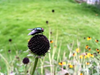 Close-up of bumblebee on black flower