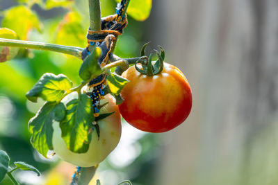 Close-up of fruits hanging on tree