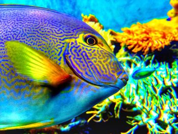 Close-up of fish underwater