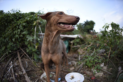 View of a dog looking away