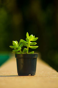 Close-up of potted plant