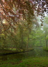 Trees by lake in forest