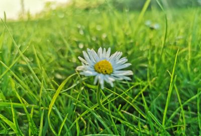 Close-up of white daisy on field