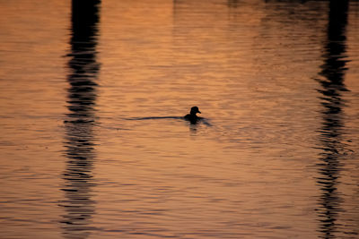 Silhouette duck swimming in lake
