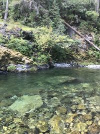 Scenic view of river in forest