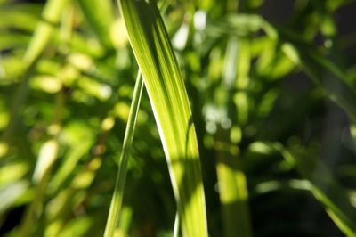 Close-up of fresh green plant