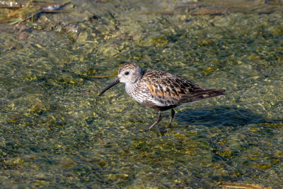 High angle view of bird perching on land