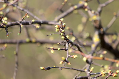 Close-up of cherry blossom on branch