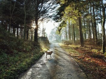 View of dog on footpath in forest