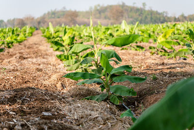 Close-up of plants growing on field