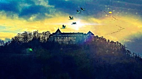 Silhouette birds flying over trees against sky during sunset