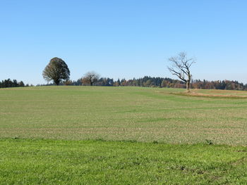 Scenic view of field against clear sky