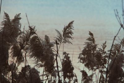 Close-up of plants against sky