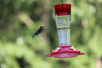 Hummingbird flying by bird feeder