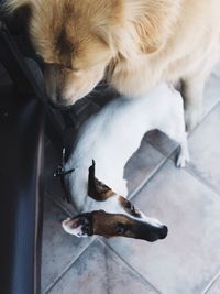 High angle view of dog resting on floor