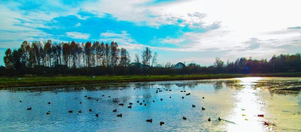 View of birds in lake against sky