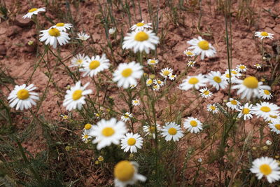 High angle view of chamomile flowers growing on field