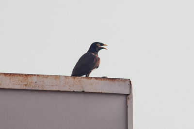 Bird perching on wall against clear sky