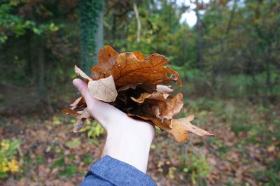 Cropped hand of woman holding autumn leaves in forest