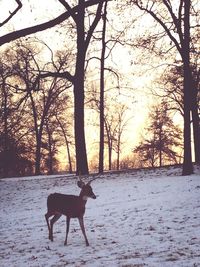 Bare trees at sunset