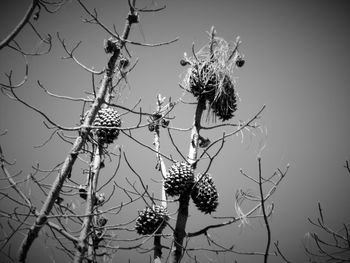 Low angle view of bare tree against sky