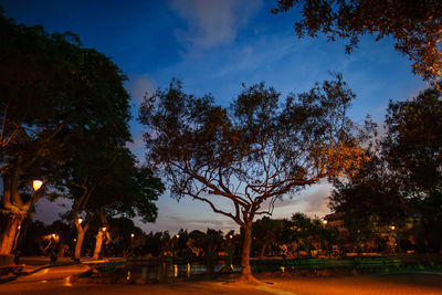 Trees against sky at night