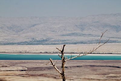 Bare tree on snowcapped mountain by sea against sky