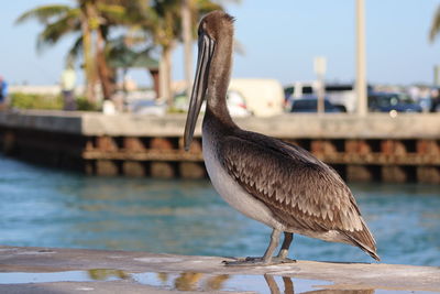 Close-up of a pelican