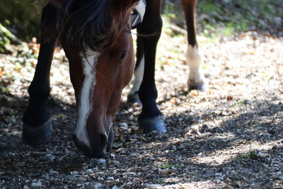 Horse standing in ranch